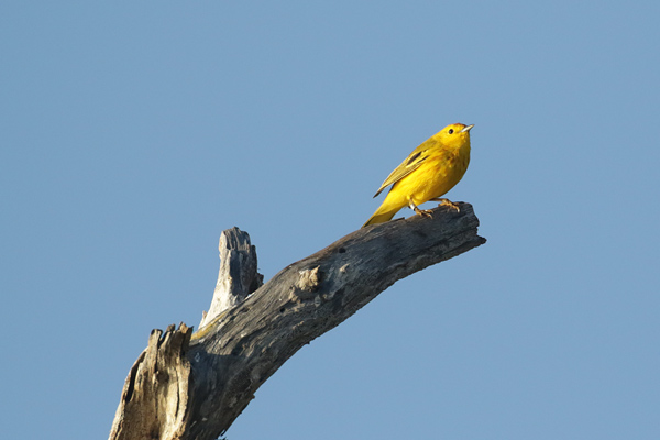 Yelloq Warbler